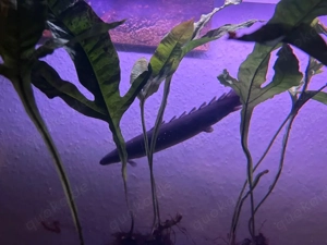 flösselhecht senegal 