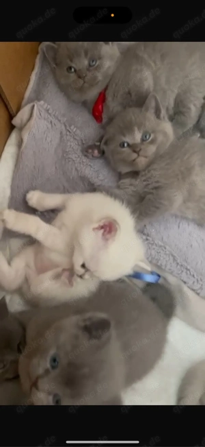 Deckkater (British kurzhaar) Bild 4