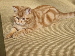 Schöner roter Kater abzugeben 