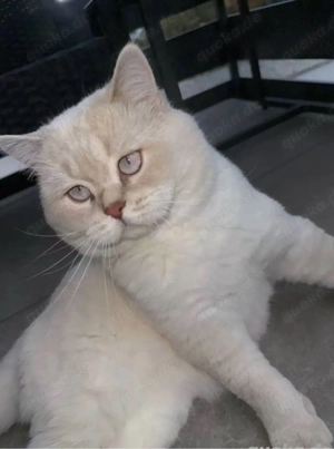 Deckkater (British kurzhaar) Bild 2