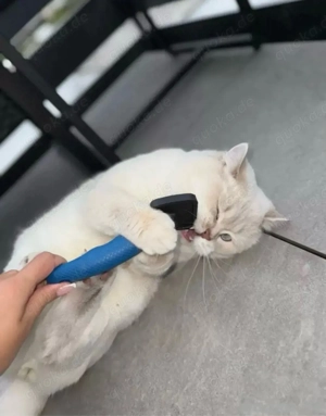 Deckkater (British kurzhaar) Bild 3