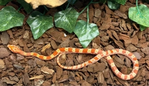 Kornnatter Jungtiere 2025   futterfest & gesund