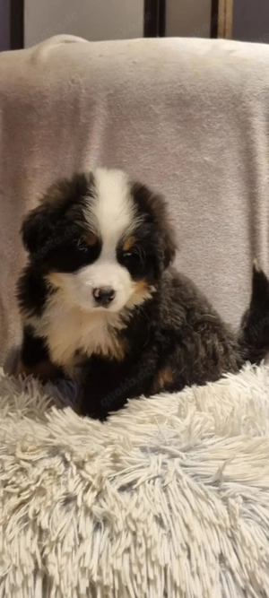 wunderschöne Berna Sennenhündin sucht tolle Familieoll