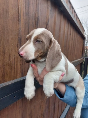 wunderschöne Zwerg-Kaninchendackel suchen ihre Familie Bild 2