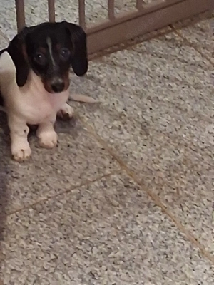 wunderschöne Zwerg-Kaninchendackel suchen ihre Familie Bild 4