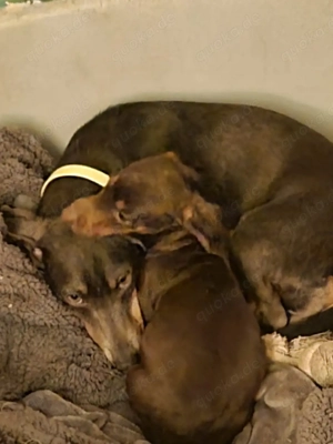 wunderschöne Zwerg-Kaninchendackel suchen ihre Familie Bild 5