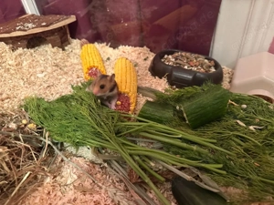 Goldhamster babys ab 20.02.26 Februar zu verkaufen 