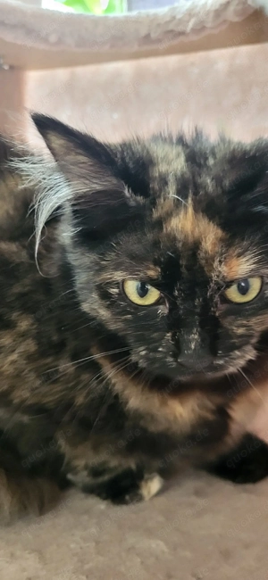 sibirische waldkatze 