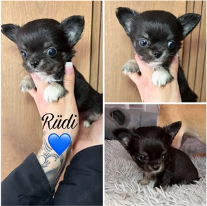 Chihuahuawelpen Ruden langhaar mit Ahnentafel 