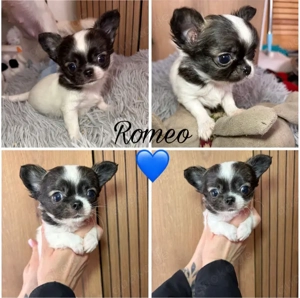 Chihuahua Welpen langhaarige Rüden 