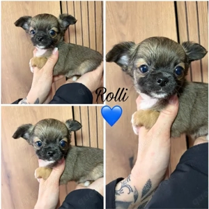 Chihuahua Welpen langhaarige Rüden 