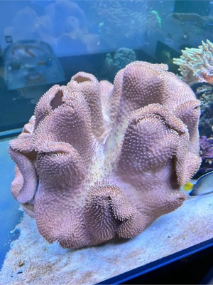 Sarcophyton Grün XXL Pilzleder Koralle Meerwasser Aquarium