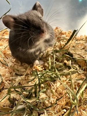 Campbell Zwerghamster