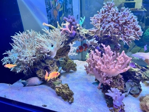 Korallen Meerwasser Aquarium Beckenauflösung