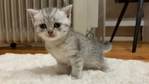Süßes kleines Kätzchen sucht ein liebevolles Zuhause