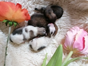 Pomeranian Zwergspitz 