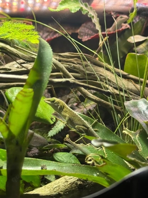 Verkaufe Anolis carolinensis (Rotkehl anolis) 