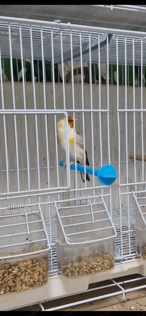 Stieglitz Mayor weiß kopf