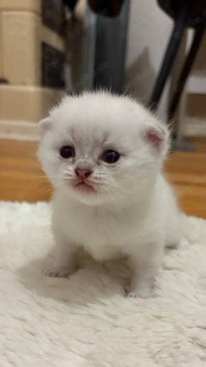 Süße Kätzchen sucht ein liebevolles Zuhause