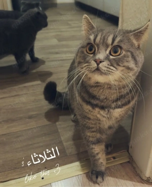 hauskatzen , katze , katzen , kater