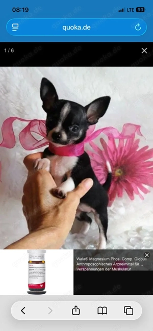 Süße Mini Chihuahua-Welpen