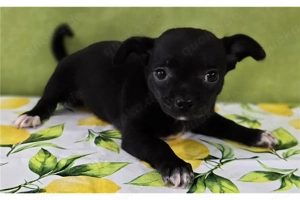 Süße Mini Chihuahua-Welpen