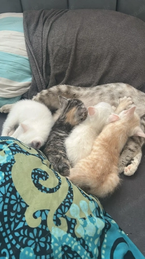 Katzenkitten suchen liebe volles zu Hause.