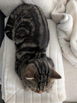 Deckkater BKH bildhübsch 