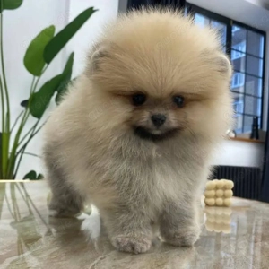 Dein kleiner Teddybär!     