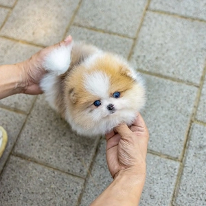 Ich suche ein neues Zuhause für meine Welpen.
