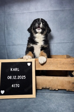 Wundervolle Australian Shepherd Welpen (Rüden) in black tri