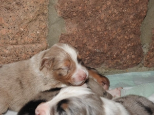 Zauberhafte Australian Shepherd Welpen suchen dich