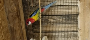 Kanarienvögel, Wellensittiche, täuschen, rosella