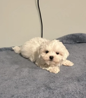 Maltesische Welpe sucht nach Hause