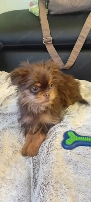  Chihuahua Yorkshire mix (Rüde) 