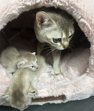 Reinrassige Singapura Kitten