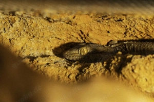 Tarentola annularis , Mauergecko 3 Stück 