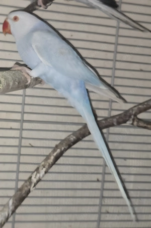 Halsbandsittichhenne