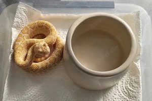 Westliche Diamant-Klapperschlange für Hamm