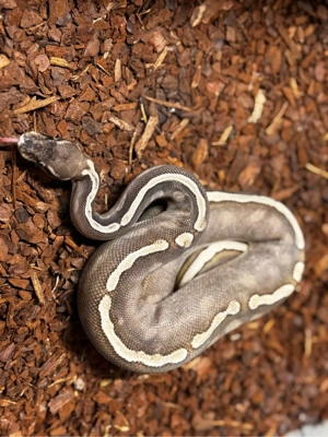 Königspython 0.1 GHI Mojave von 2023