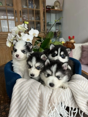 Pomsky ( Husky   Pomeranian Zwergspitz ) Welpen 