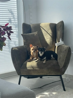 zwei liebevolle hündinnen suchen neues zuhause 