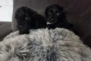 Biewerpoo Deckrüde!!!!!!!!@