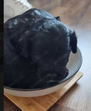 Biewerpoo Kein Verkauf!!!!