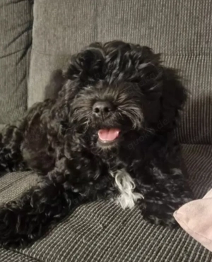 Kleiner Pudel Deckrüde 