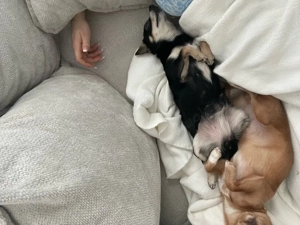 zwei liebevolle hündinnen suchen ein liebevolles Zuhause 