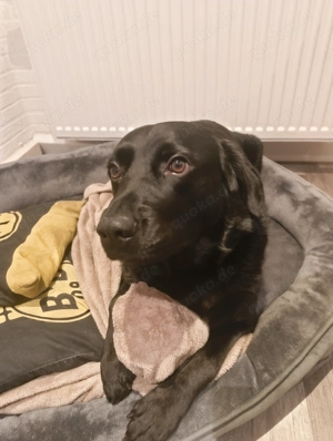 2 jähriger Labrador Rüde 