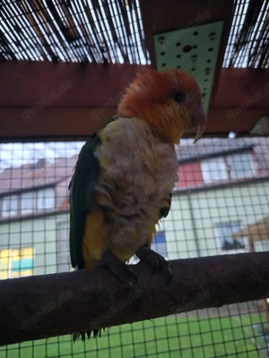 Rostkappen Hänne gesucht 