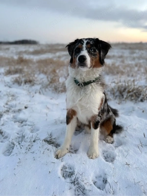 10 monate alter Rüde sucht 