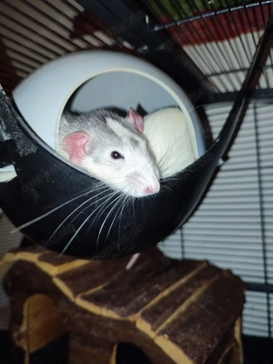 Pflege,- Auffangstation fur Ratten 